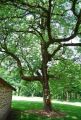 Malguenac-arbre-remarquable-1
