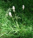 Malguenac-fauchage-tardif-orchidee