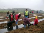 Pleyber-saulaie-plantation