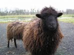 Silfiac-moutons