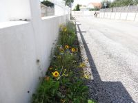 fleurs pied de mur.JPG