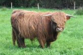 guimaec highland.JPG