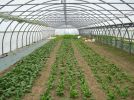 maraicher au fil des saisons blog.JPG
