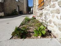 massif pied de mur2.JPG